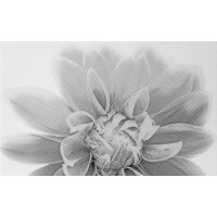 Декор Камелия 03 25x40
