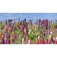 Декор Flora 25x45